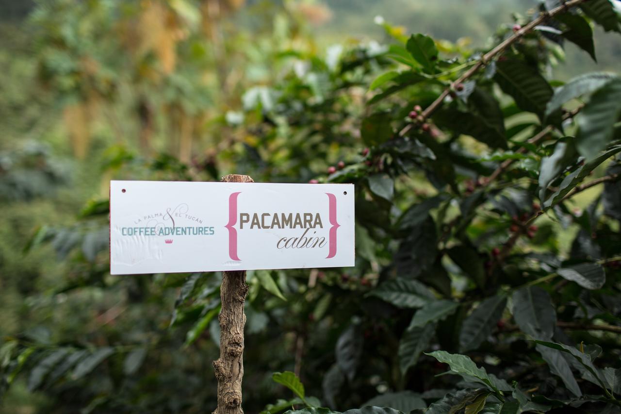 Coffee & Adventure Hotel By La Palma Y El Tucan Сипакон Экстерьер фото