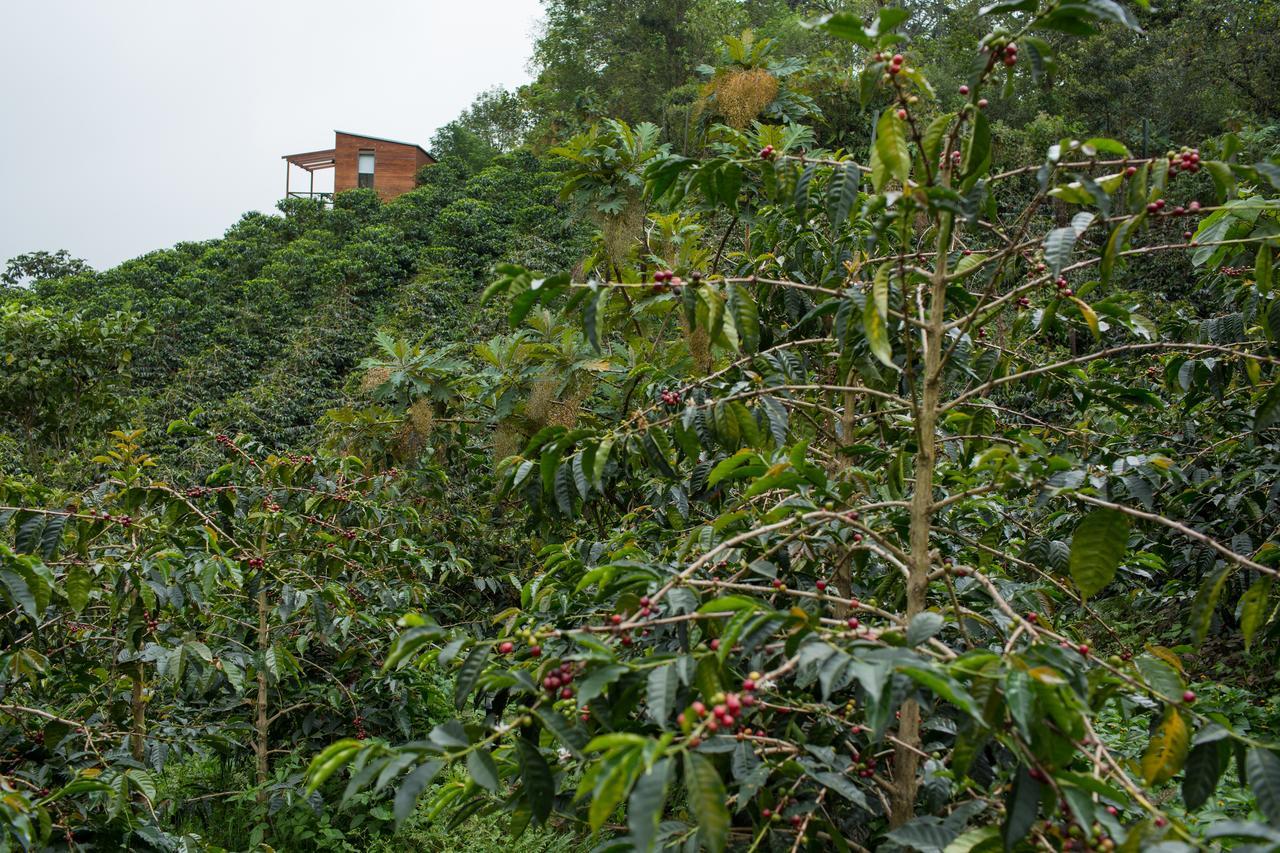 Coffee & Adventure Hotel By La Palma Y El Tucan Сипакон Экстерьер фото