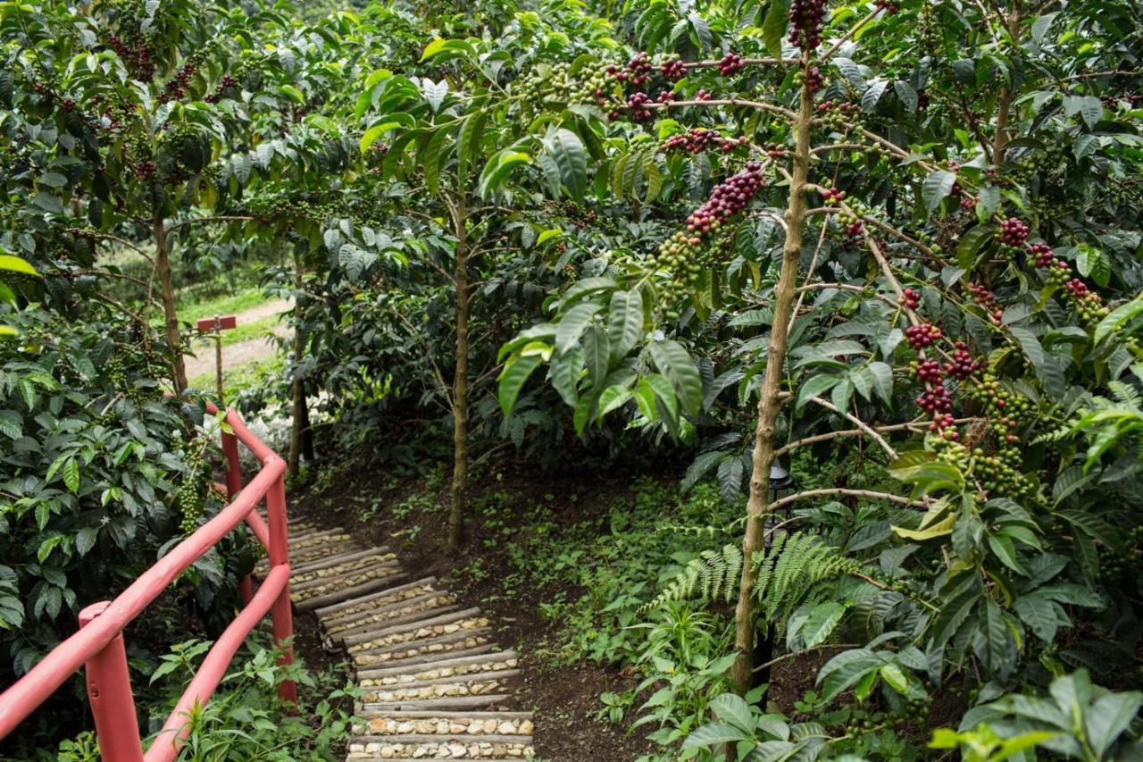 Coffee & Adventure Hotel By La Palma Y El Tucan Сипакон Экстерьер фото